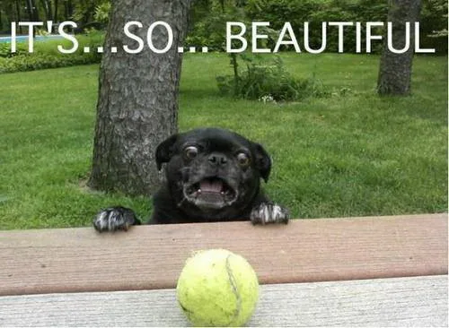 Meme med begejstret hund og teksten IT'S...SO... BEAUTIFUL
